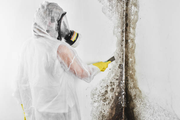 Best Mold Removal Specialists  in Tuntutuli, AK