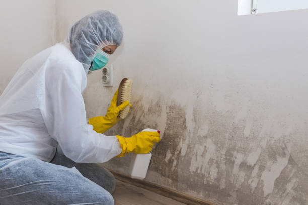 Mold Removal Process in Tuntutuliak, AK