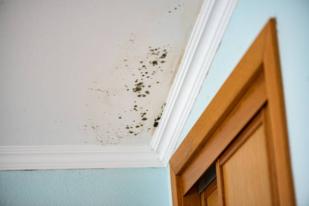 Best Professional Mold Removal  in Tuntutuli, AK