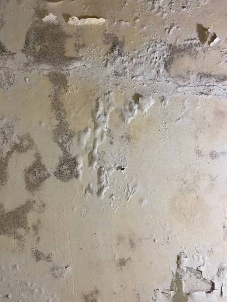 Best Mold Removal Company Near Me  in Tuntutuli, AK