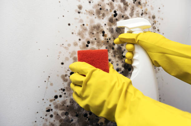 Best Attic Mold Removal  in Tuntutuli, AK