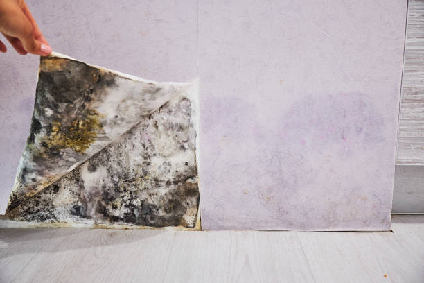 Best Emergency Mold Removal  in Tuntutuli, AK